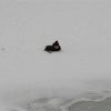 kulig_zastawno_2010_97